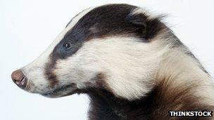 Badger