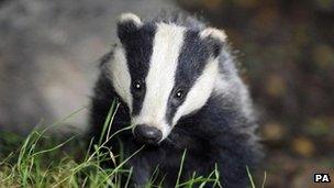 badger