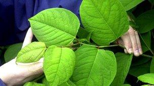 Japanese Knotweed