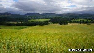 Barley field