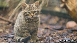 Scottish wildcat kitten