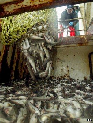 Haddock from the North Sea