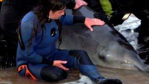 Person in a wetsuit stroking a beached whale