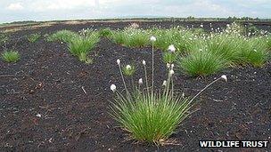 Cotton grass on Little Woolden Moss