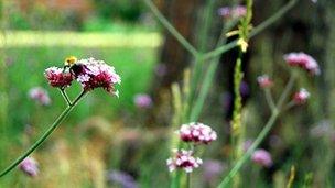 Bee on flower in garden