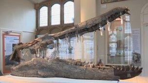 Fossilised skull of a pliosaur discovered on the shores of Weymouth Bay