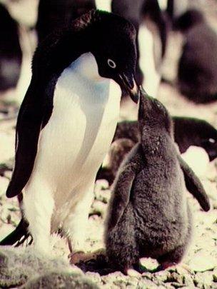 Pengiuns in the antarctic