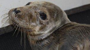 A seal at Guernsey's GSPCA