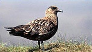 The Shetland word Bonxie is widely used for a Great Skua