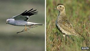 Hen harrier (left) and golden plover