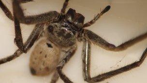 Australian huntsman Spider