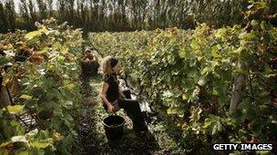 Grape pickers at Nyetimber vineyard