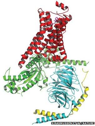 Receptor activated by hormone