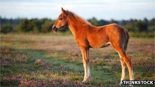 A New Forest pony