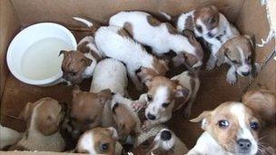 It is thought the pups had been bred on puppy farms in Ireland