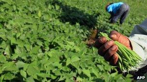 Kenyan farmer holding beans