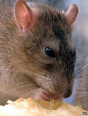 A rat (Image: PA)