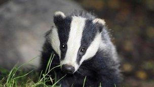 A badger