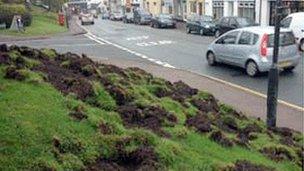 Boars digging up ground in the Forest of Dean