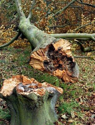 Beech tree felled during the 1987 Great Storm (Image: BBC)