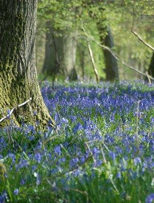 Woodland bluebells (Image: BBC)