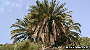 Phoenix Cananensis