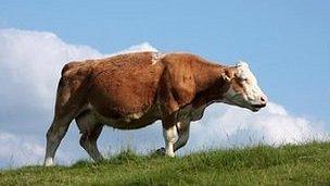 Cow