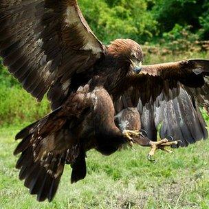 Golden eagle