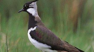 Lapwing