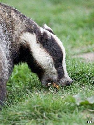 Badger