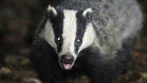 Badger in woodland