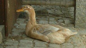 A duck like one of the stolen ones