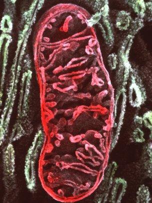 Mitochondrion