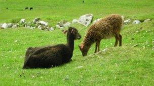 Soay sheep