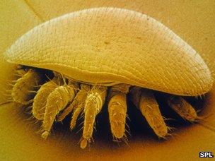 Varroa mite