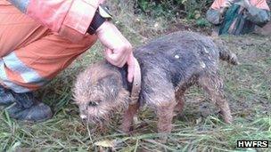 Boh, a border terrier dog