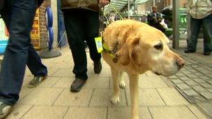 Scrumpy the guide dog