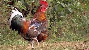 Chicken on "chicken roundabout" at Ditchingham, Norfolk