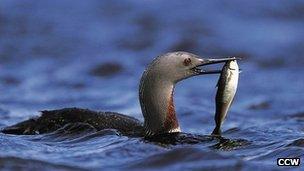 Red throated diver