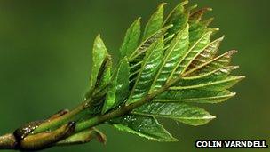 Ash leaves emerging