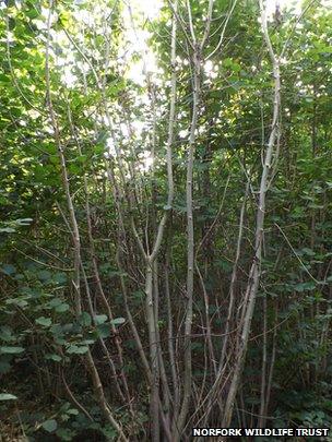 Suspected case of chalara dieback