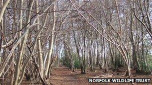 Trees affected by a suspected case of Ash Dieback