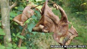 Diseased ash leaf