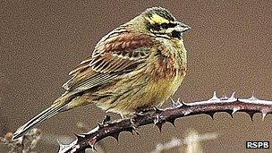 Cirl Bunting