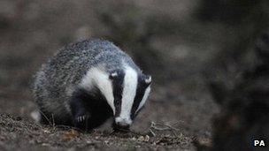 Badger