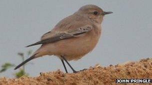 Desert wheatear in Essex, photo courtesy of John Pringle