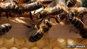 Honey bees in a bee hive