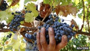 A man picking grapes