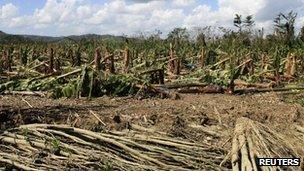 View of a damaged banana plantation in Jamaica - 29 October