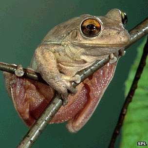 Cuban tree frog